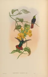 Lampornis calosoma